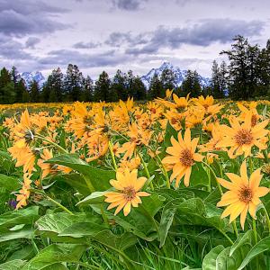 Springtime In The Tetons