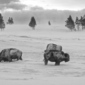 Winter In Yellowstone